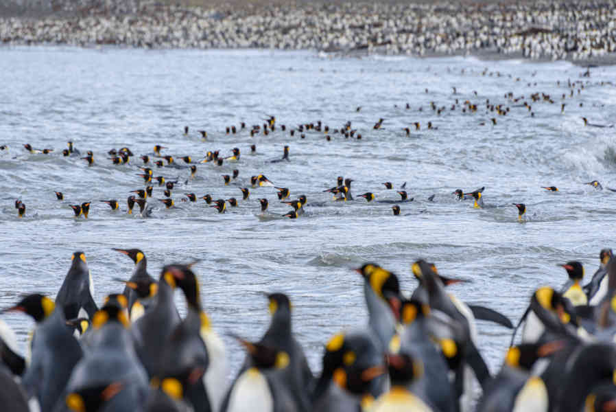 Pingüino Rey - islas Georgias del Sur 082.jpg